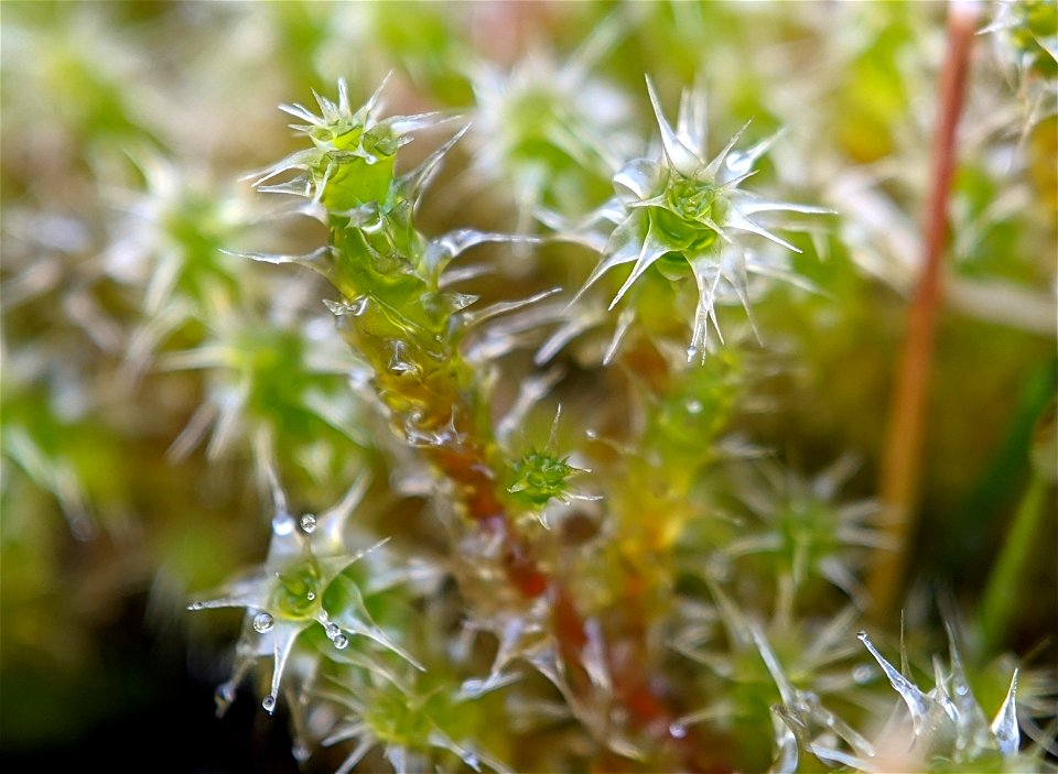 Square Gooseneck Moss (Rhytidiadelphus squarrosus)