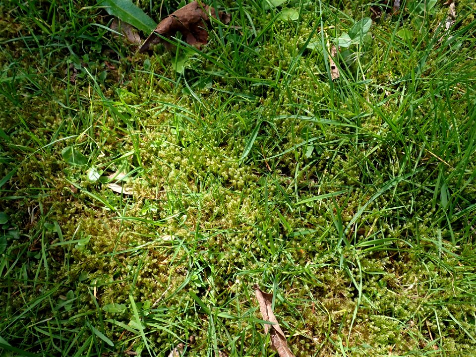 Square Gooseneck Moss (Rhytidiadelphus squarrosus)