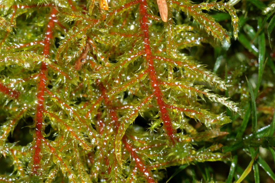 Rhytidiadelphus subpinnatus