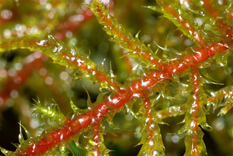Rhytidiadelphus subpinnatus