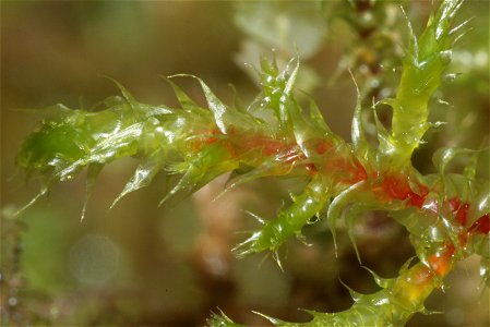 Rhytidiadelphus subpinnatus