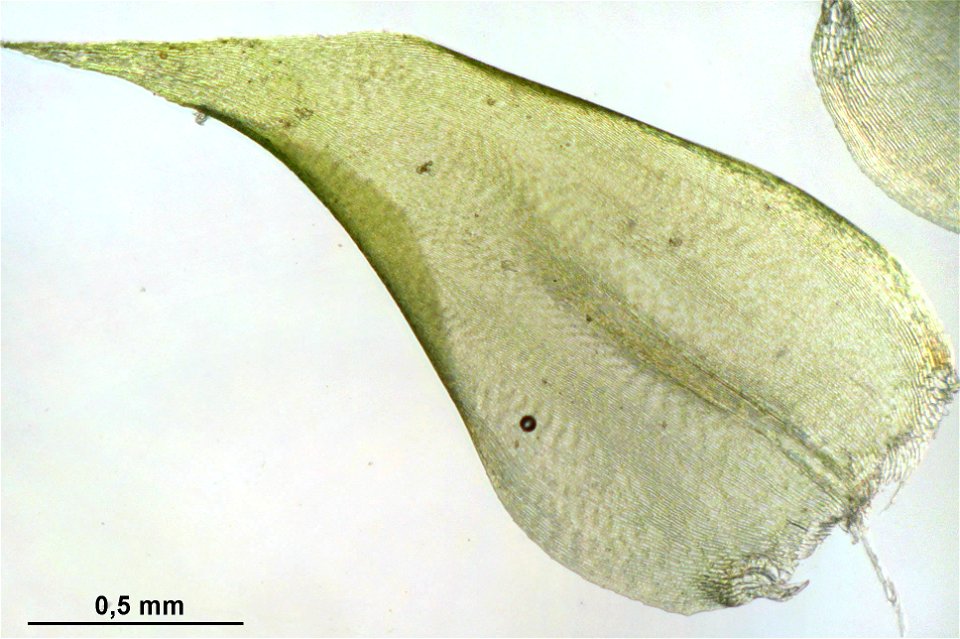 Rhytidiadelphus subpinnatus