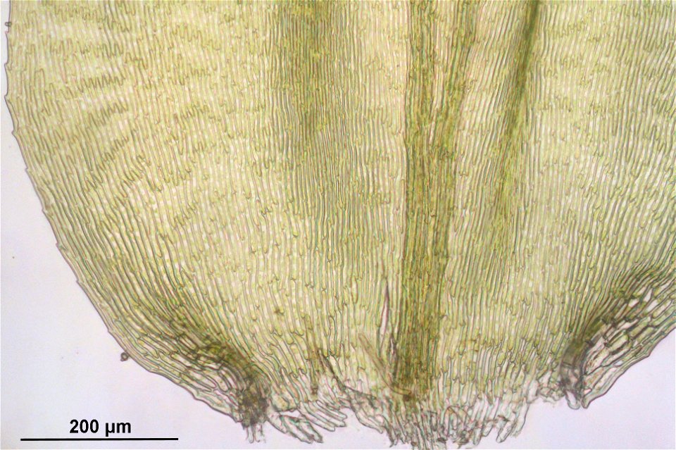 Rhytidiadelphus subpinnatus