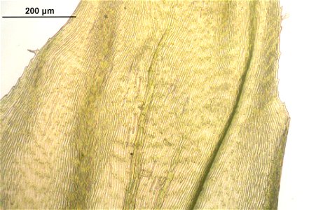Rhytidiadelphus subpinnatus