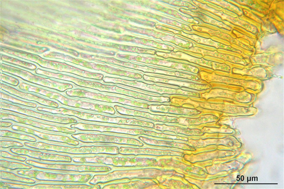 Rhytidiadelphus subpinnatus