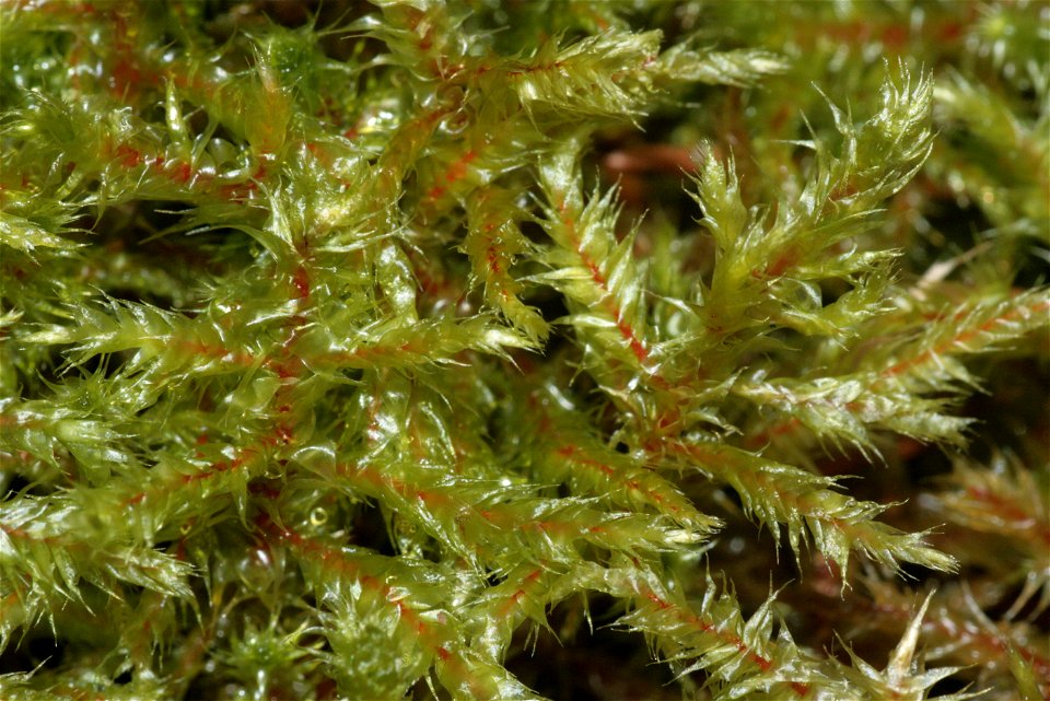 Rhytidiadelphus subpinnatus