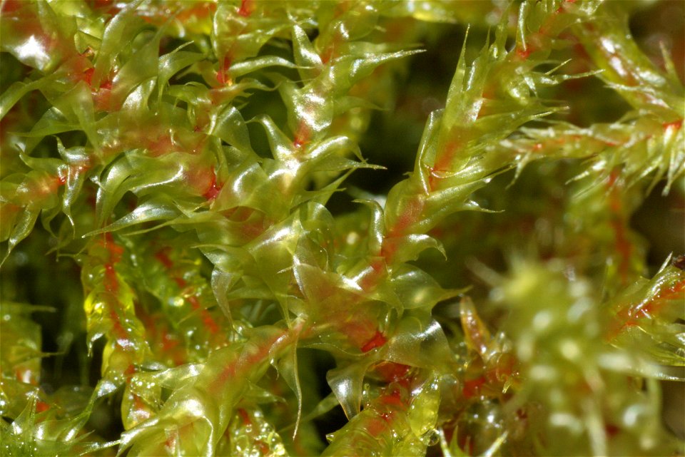 Rhytidiadelphus subpinnatus