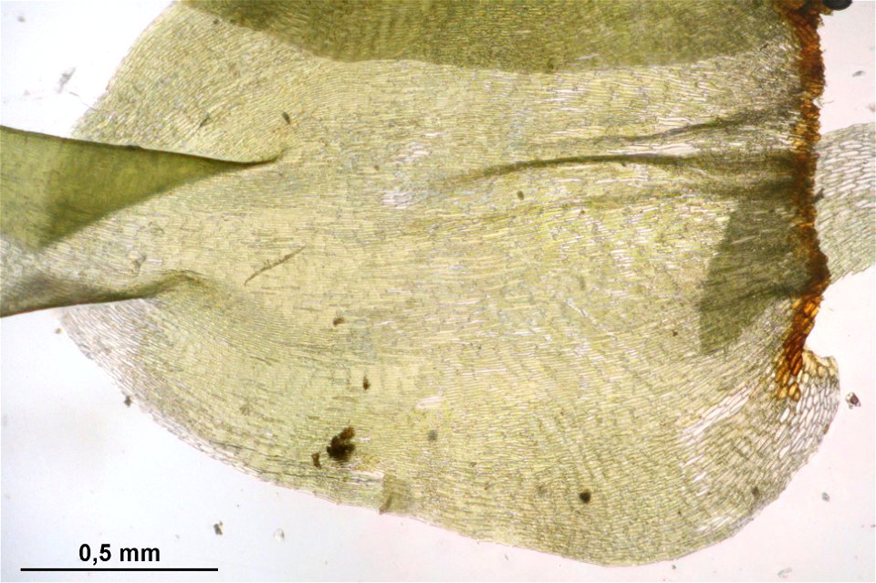 Rhytidiadelphus subpinnatus