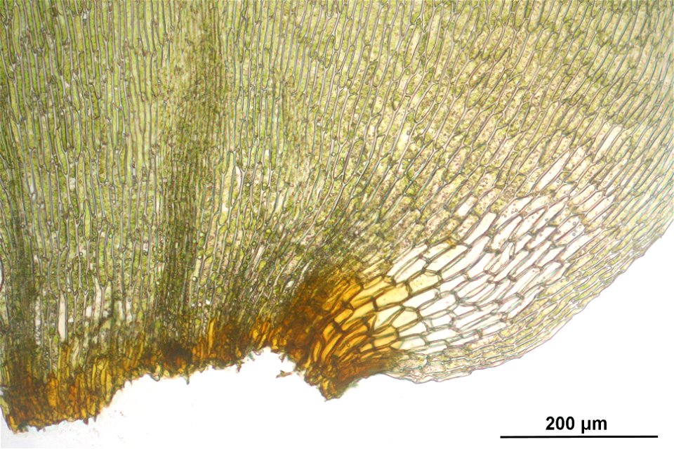 Rhytidiadelphus subpinnatus