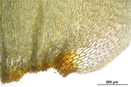 Rhytidiadelphus subpinnatus