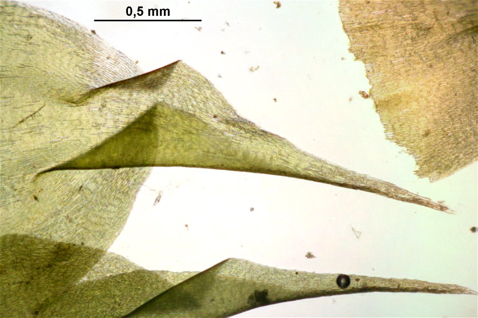 Rhytidiadelphus subpinnatus
