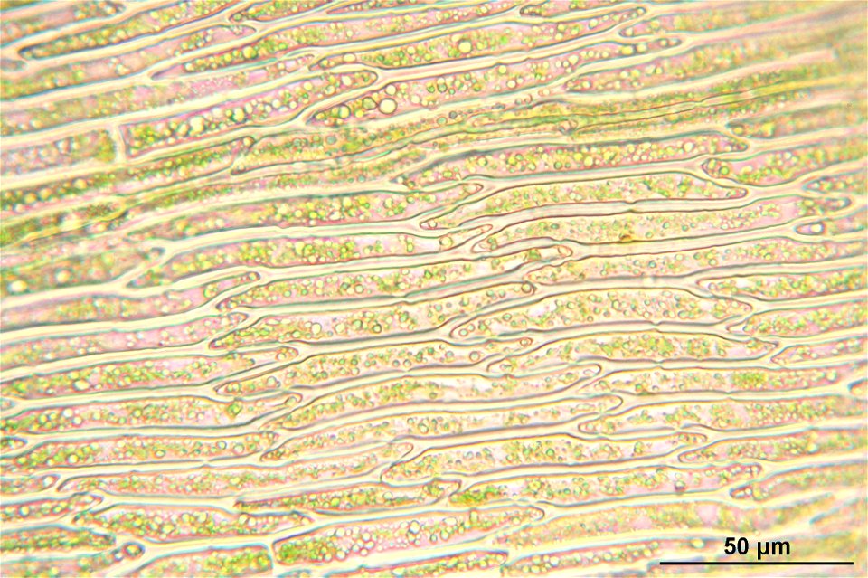Rhytidiadelphus subpinnatus
