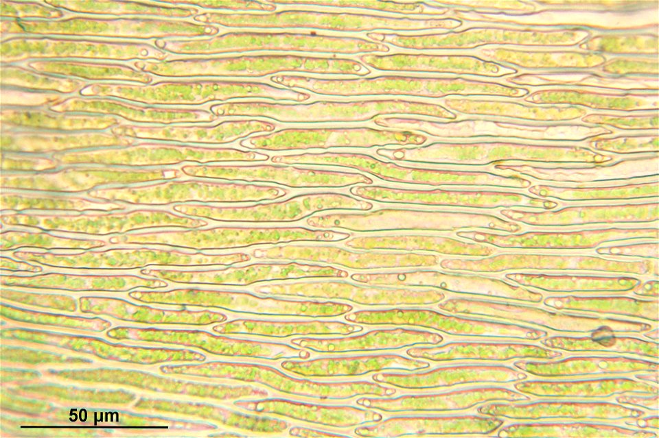 Rhytidiadelphus subpinnatus