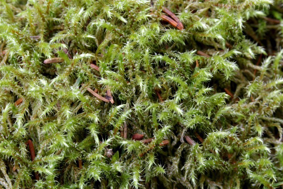 Rhytidiadelphus subpinnatus