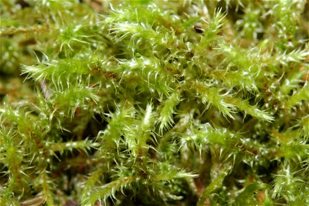 Rhytidiadelphus subpinnatus