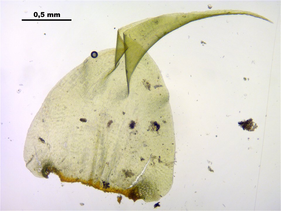 Rhytidiadelphus subpinnatus