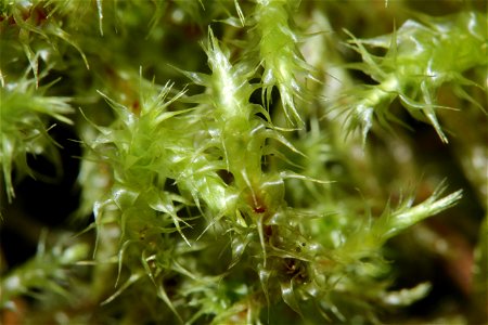 Rhytidiadelphus subpinnatus
