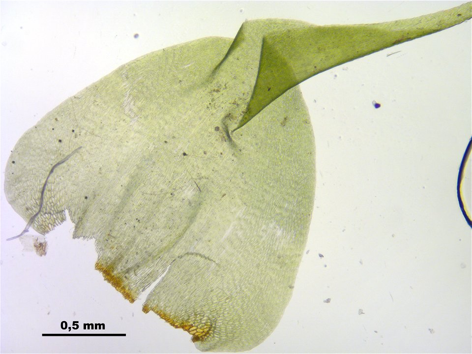 Rhytidiadelphus subpinnatus