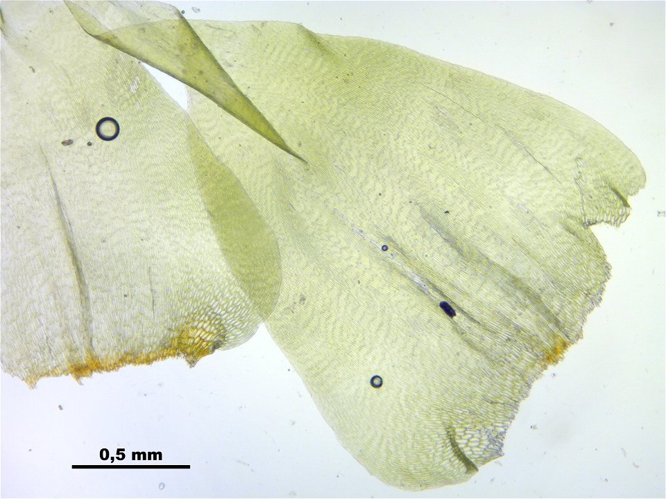 Rhytidiadelphus subpinnatus