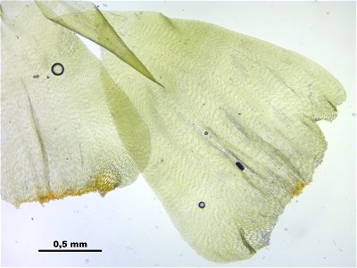 Rhytidiadelphus subpinnatus