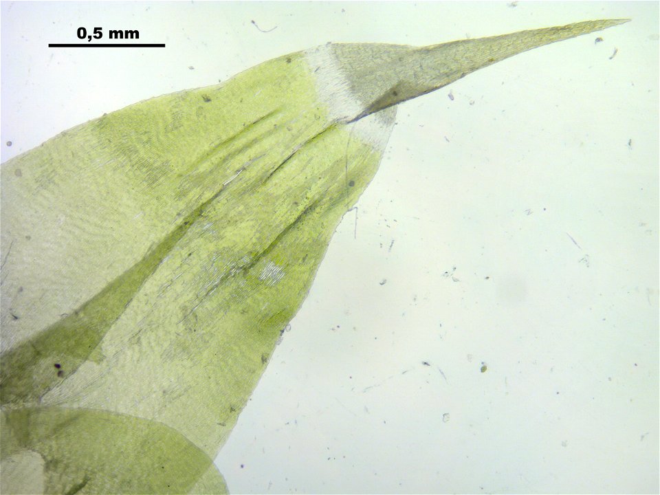 Rhytidiadelphus subpinnatus