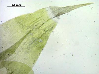 Rhytidiadelphus subpinnatus