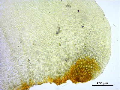 Rhytidiadelphus subpinnatus