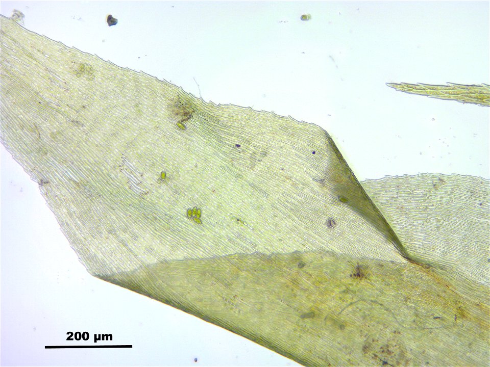 Rhytidiadelphus subpinnatus