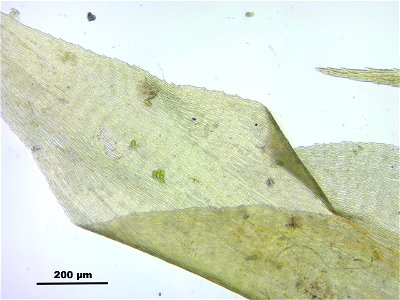 Rhytidiadelphus subpinnatus