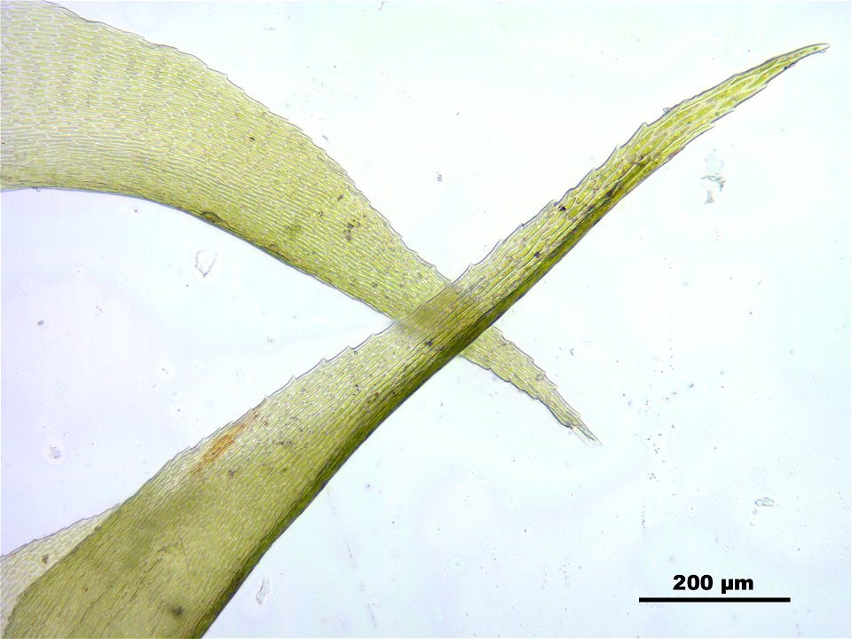 Rhytidiadelphus subpinnatus