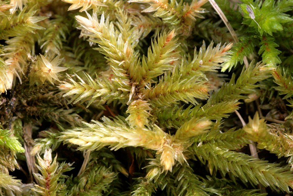 Climacium dendroides