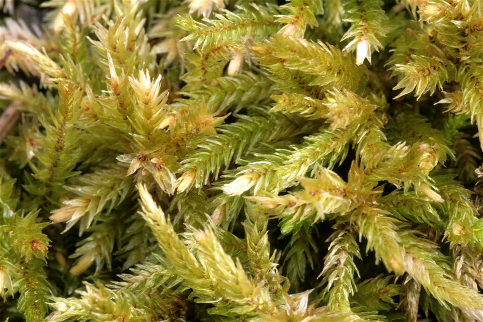 Climacium dendroides