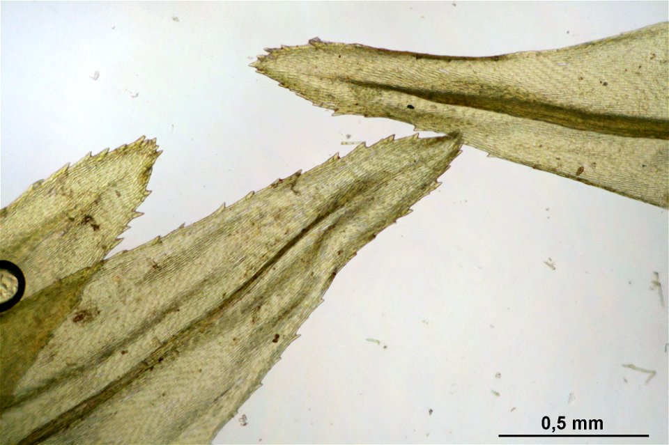 Climacium dendroides