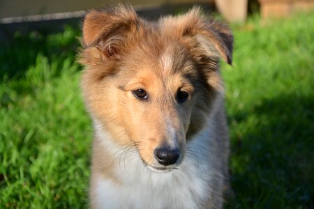 Dog oubie shetland sheepdog pup photo