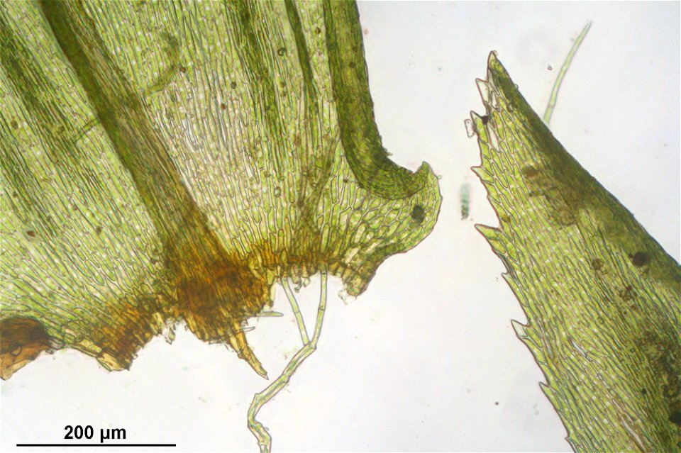 Climacium dendroides
