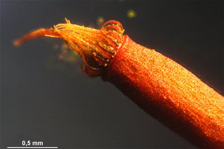 Climacium dendroides