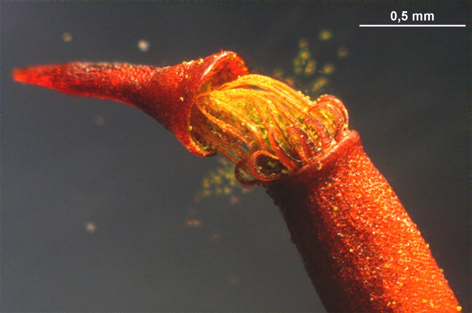 Climacium dendroides