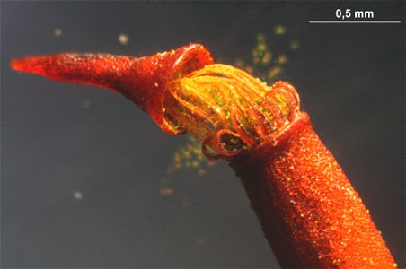 Climacium dendroides