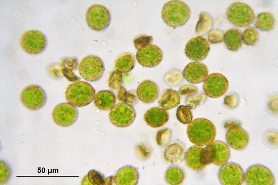 Climacium dendroides