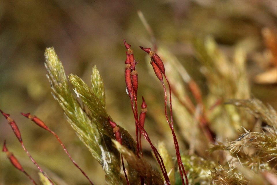 Climacium dendroides