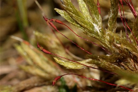 Climacium dendroides