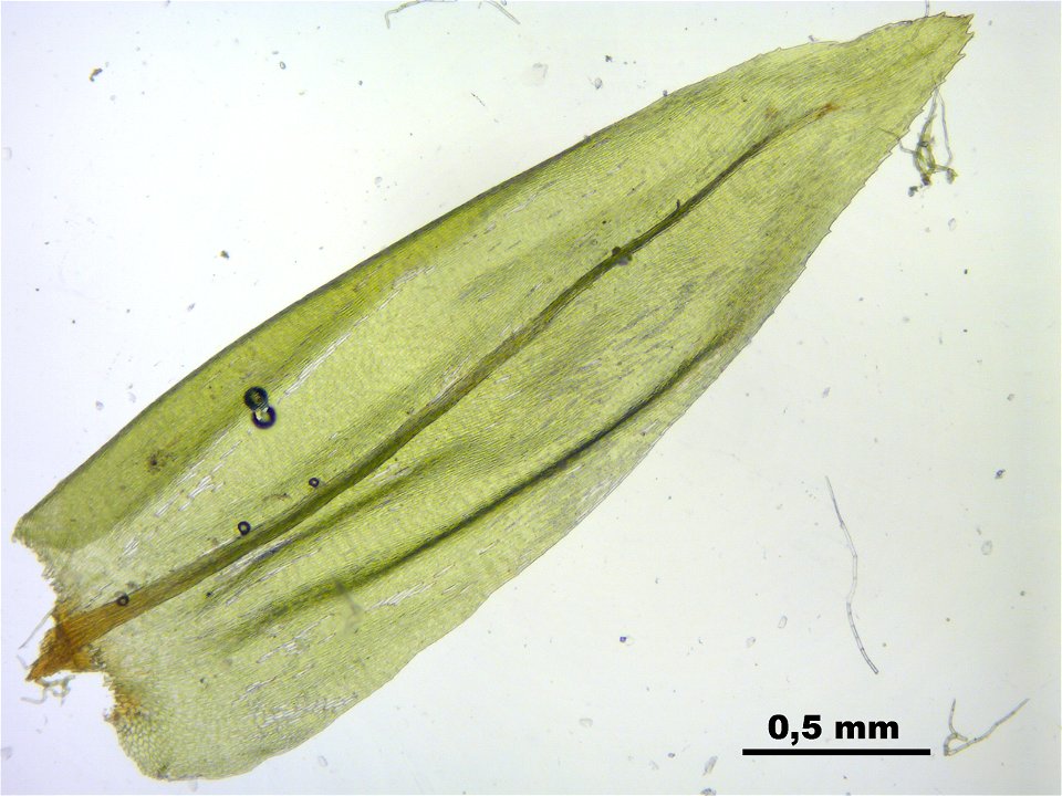 Climacium dendroides
