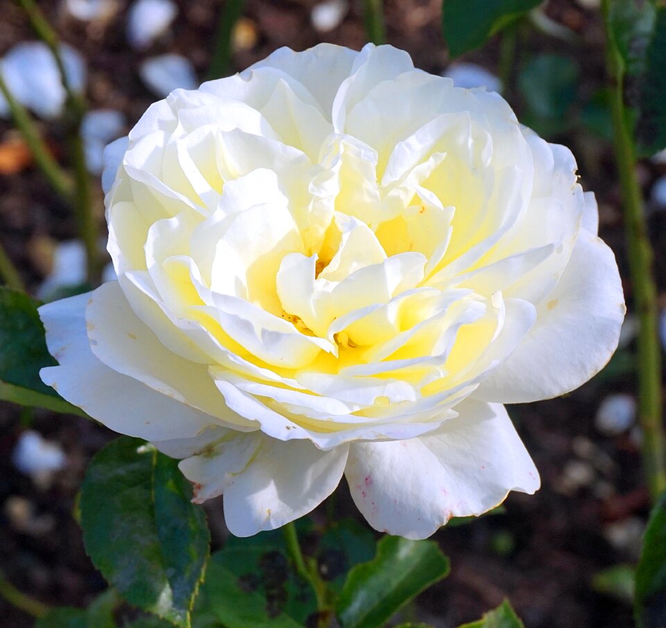 Blossom bloom rose flower