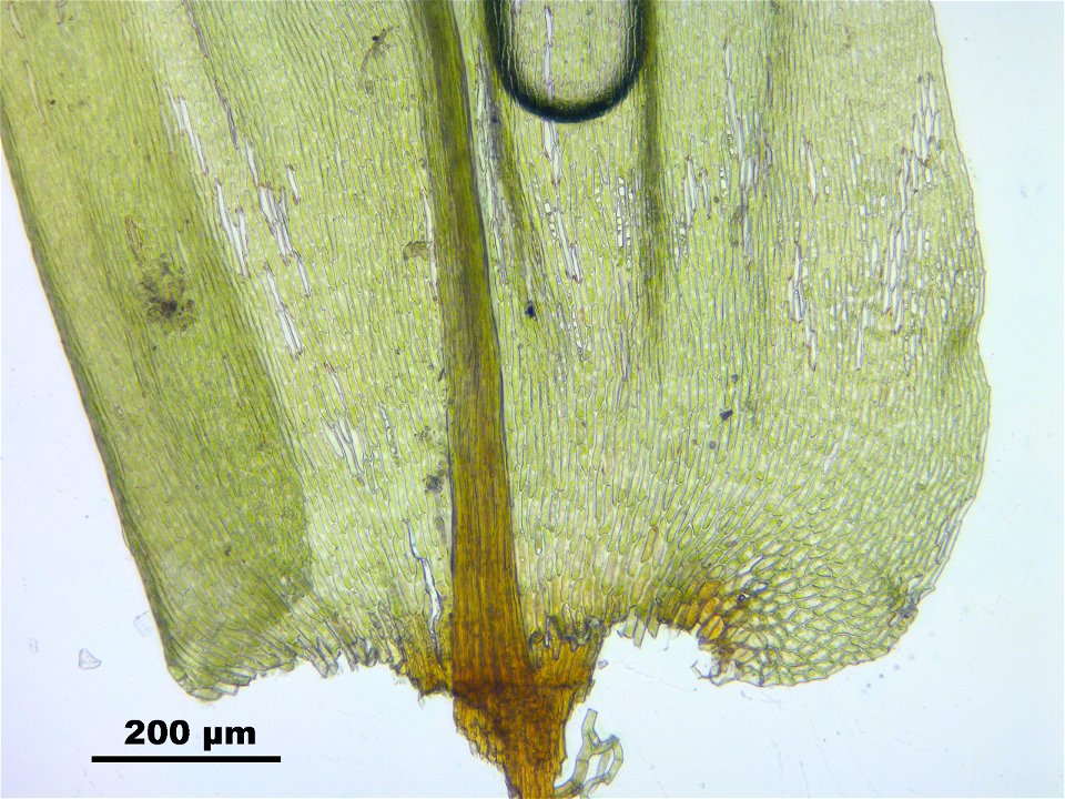 Climacium dendroides