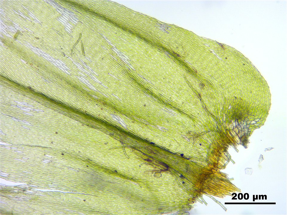 Climacium dendroides
