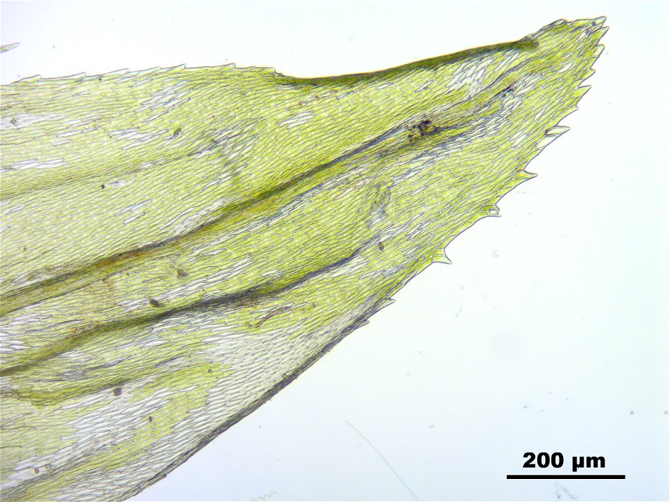 Climacium dendroides