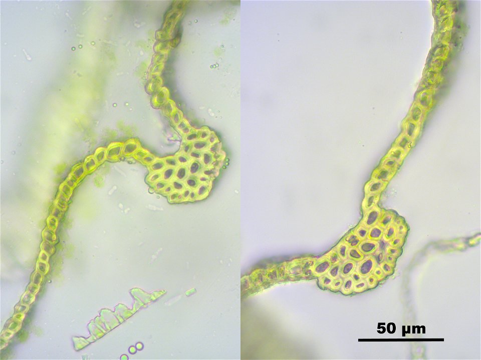 Climacium dendroides