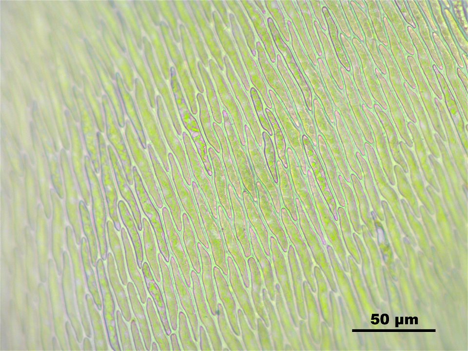 Climacium dendroides