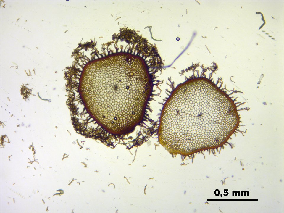 Climacium dendroides