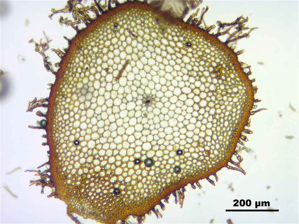 Climacium dendroides